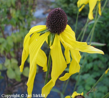 Ratibida pinnata, preeriakeltahattu